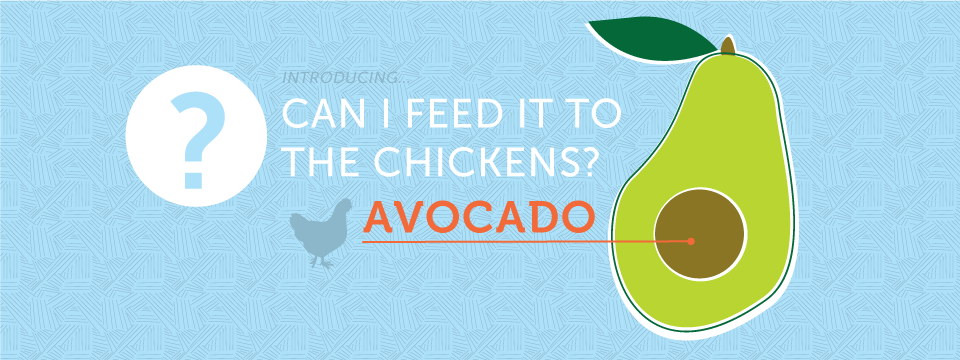 Avocado: Can I Feed it to the Chickens?