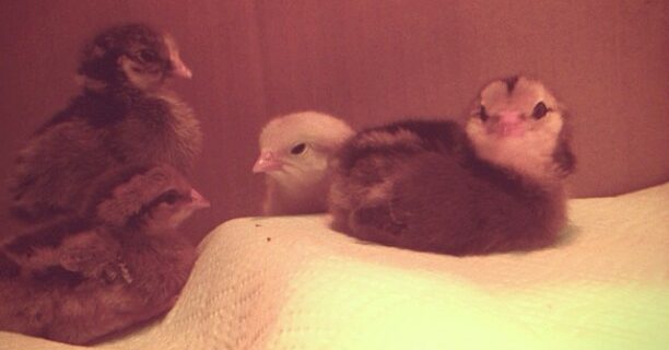 The chicks are here!