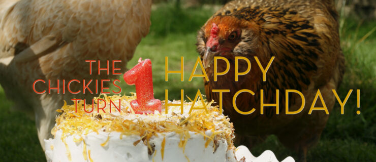 Happy Hatchday! The Chickies Turn 1