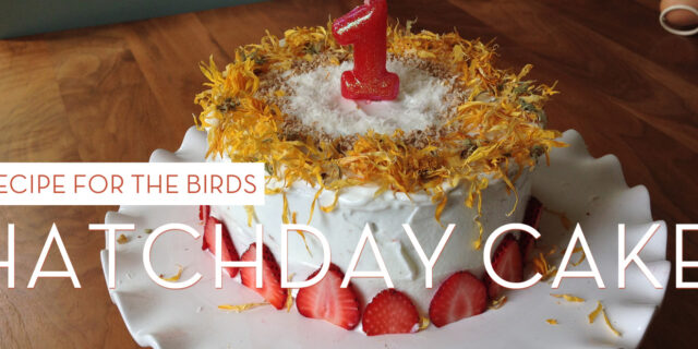Recipe for the Birds: Hatchday Cake